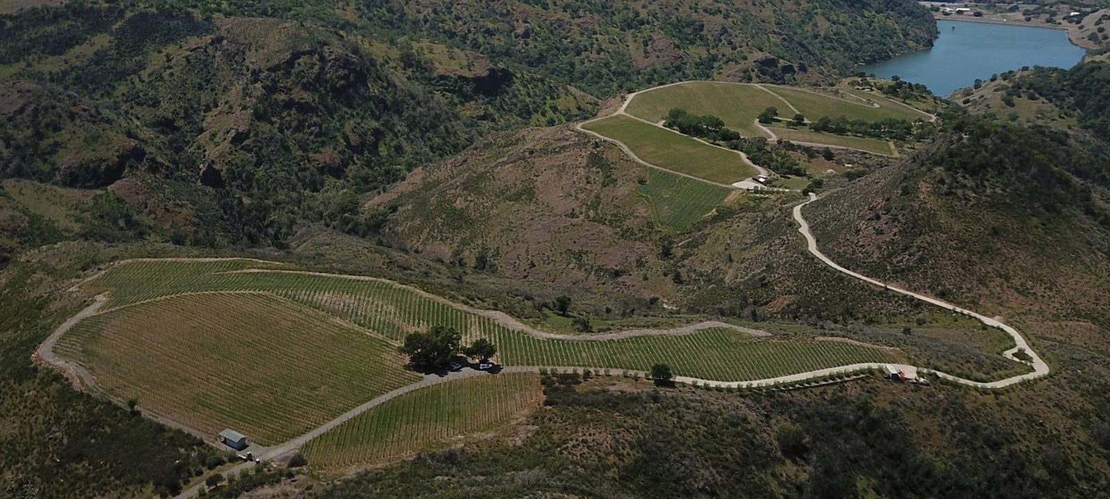 Drone of vineyard